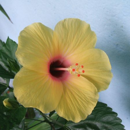 Hibiscus